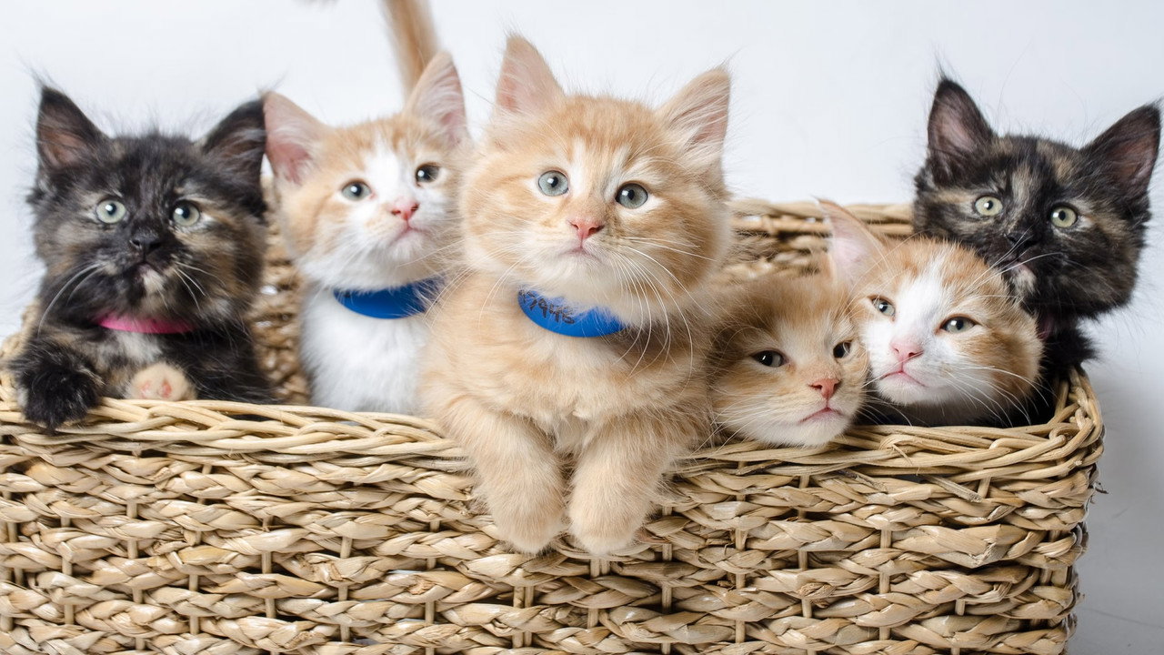Backdrop for Симпатичные котята и щенки