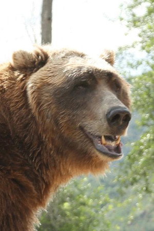 Cover image for Bart the Bear