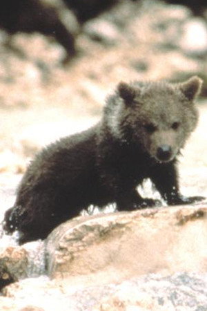 Cover image for Youk the Bear