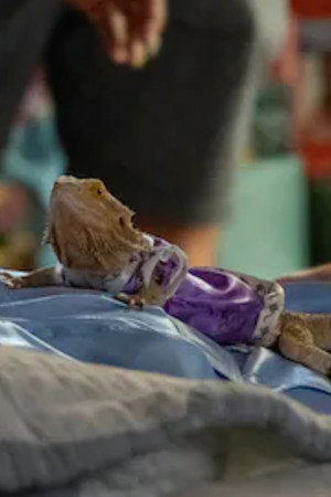 Cover image for Fay the Lizard