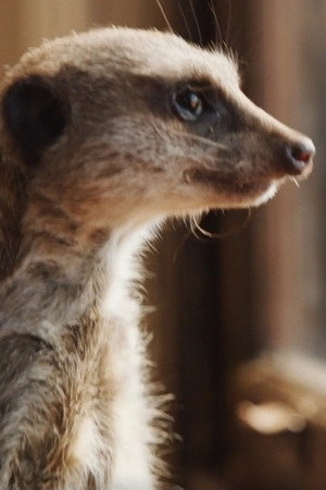 Cover image for Elvis the Meerkat