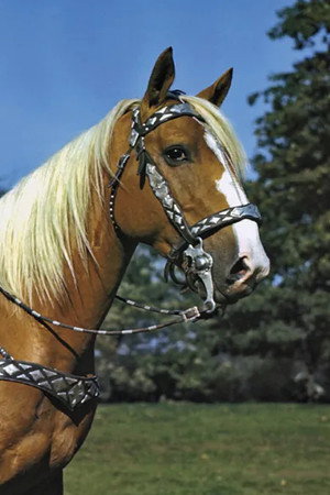 Cover image for Trigger