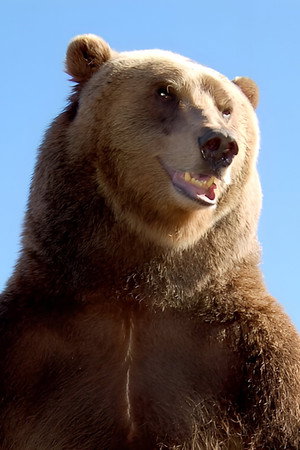 Cover image for Bart the Bear II