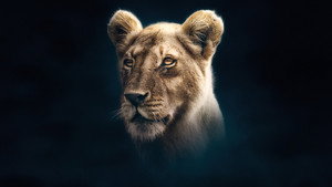 Poster for Лев