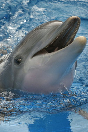 Cover image for Winter The Dolphin