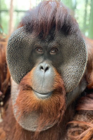 Cover image for Sam the Orangutan