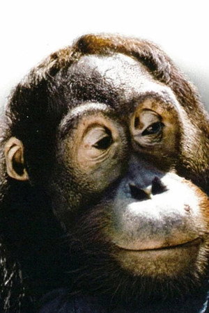 Cover image for Manis