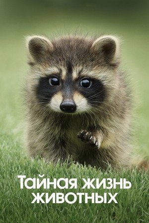 Poster for The Secret Lives of Animals