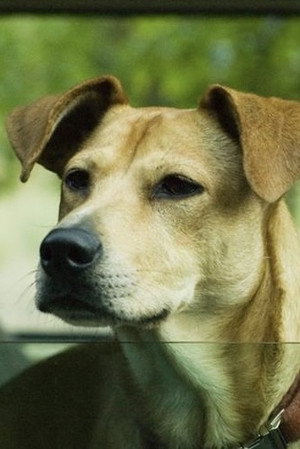 Cover image for Lucy