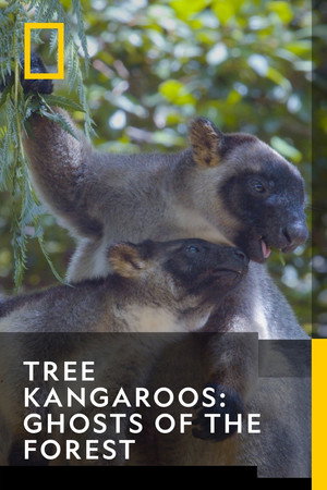 Poster for Tree Kangaroos: Ghosts of the Forest
