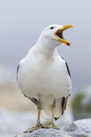 Cover image for Sully Seagull
