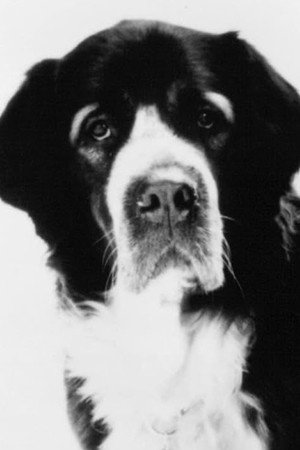 Cover image for Barney