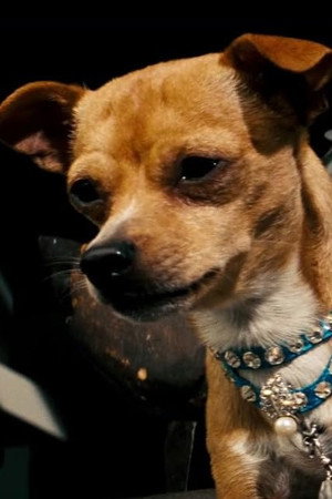 Cover image for Chester the Chihuahua