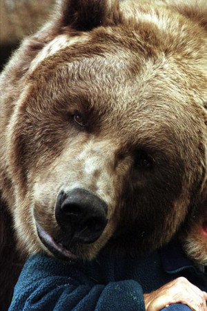 Cover image for Bart the Bear II
