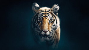 Poster for Тигр