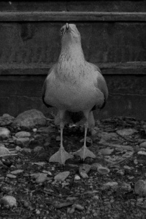 Cover image for Sully Seagull