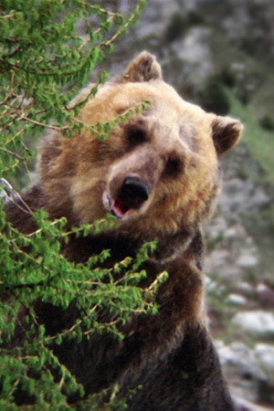Cover image for Bozo the Bear