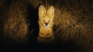 Poster for Эпизод 5