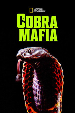 Poster for Cobra Mafia