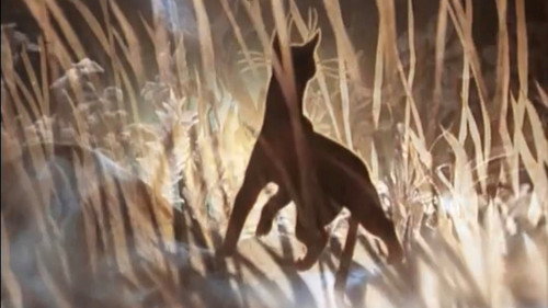 Backdrop for Кошка, которая гуляла сама по себе