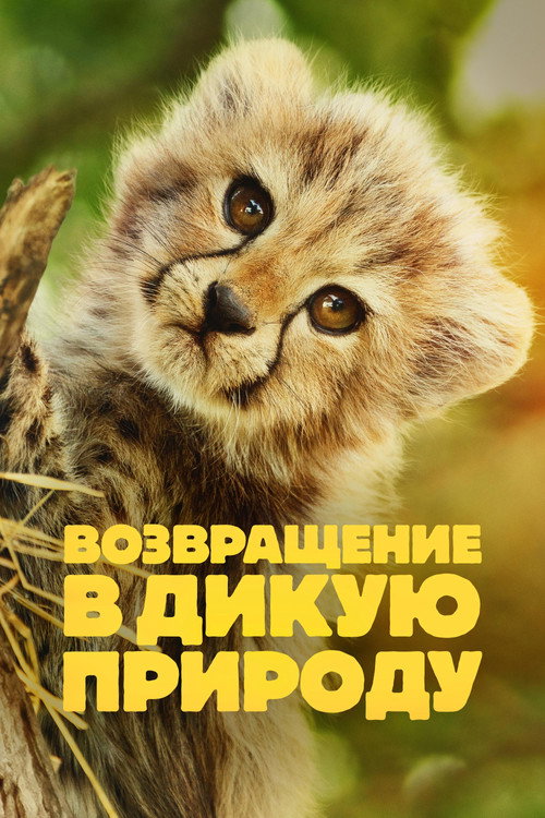 Poster for Born to Be Wild