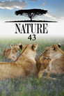 Poster for season 43 of Природа