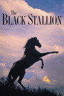 Poster for The Black Stallion